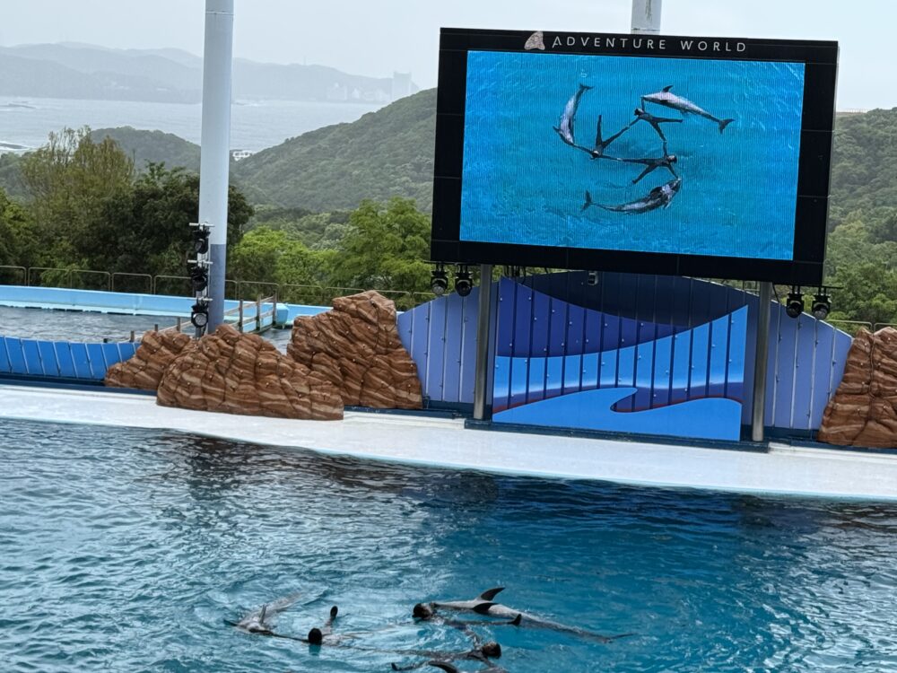 イルカショー