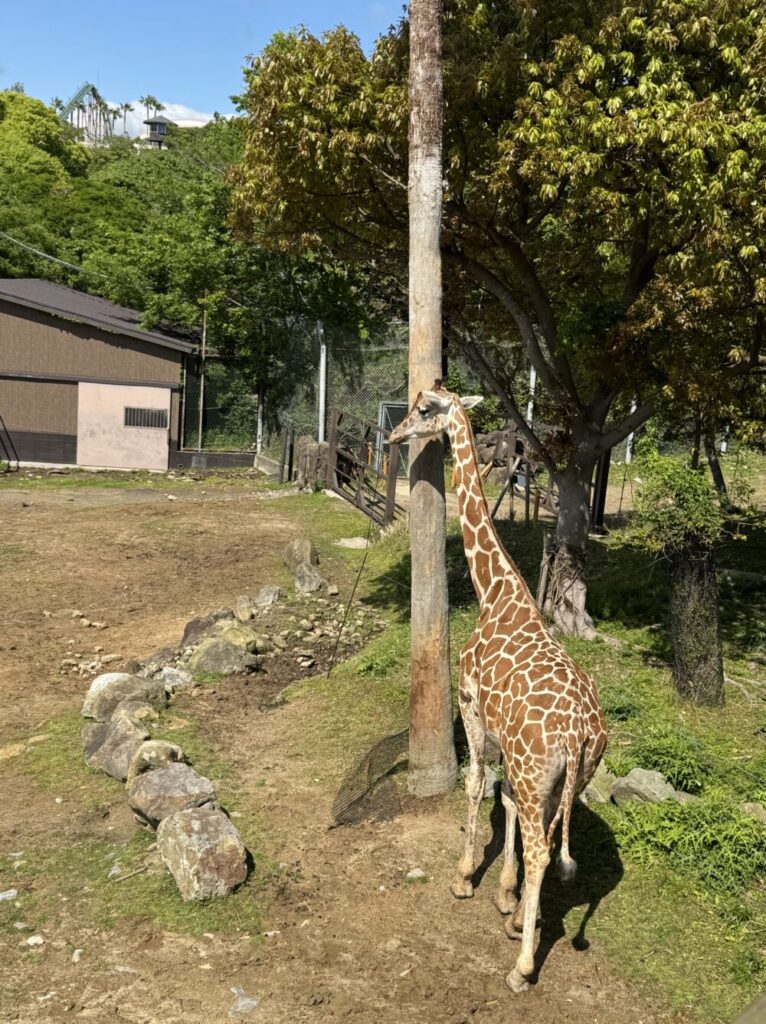 キリン