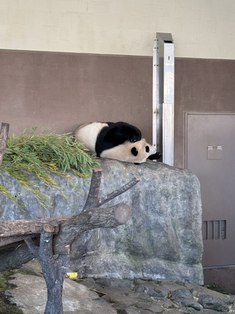 パンダ