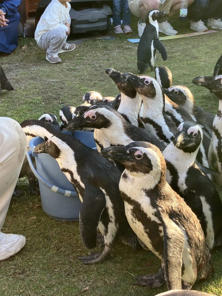 ペンギンパレード