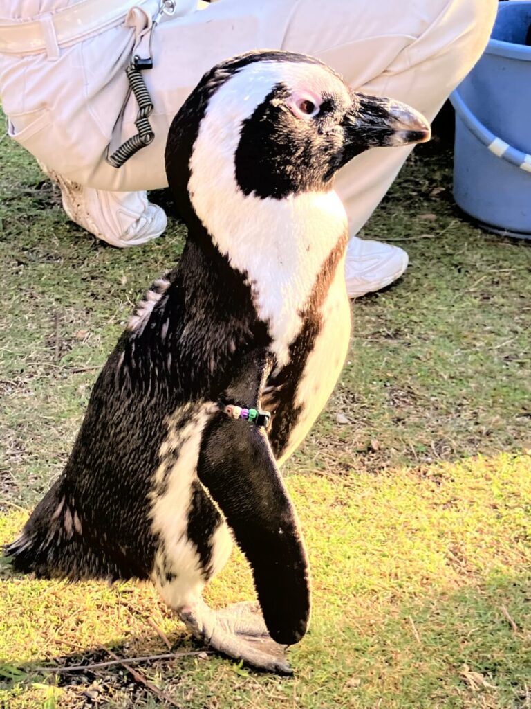 ペンギンパレードのペンギン